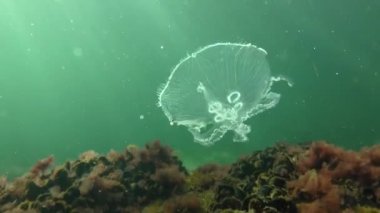 Ortak denizanası (Aurelia aurita).