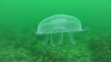 Ortak denizanası (Aurelia aurita).