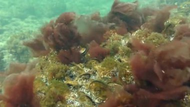 Kırmızı algler (Porphyra sp.) çalılıkları dalgalar tarafından salıncak.