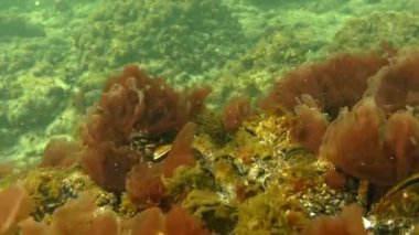 Kırmızı algler (Porphyra sp.) çalılıkları dalgalar tarafından salıncak.