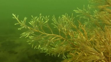 Kahverengi algler (Cystoseira barbata).