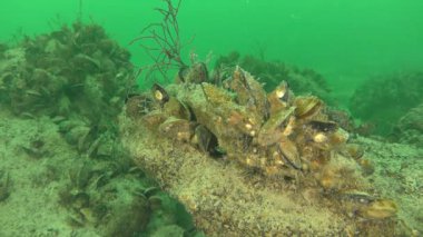 Bir uçurumun üstünde birkaç midye (Mytilus mantarı).