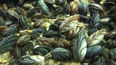 Yerleşim midye (Mytilus sp.) Sığ sularda güneş ışınları.