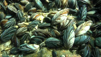 Yerleşim midye (Mytilus sp.) Sığ sularda güneş ışınları.