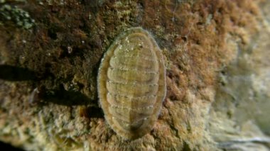 Deniz dibinin üzerinde chiton (deniz beşiği, Polyplacophora).