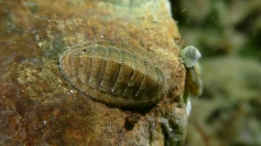 Deniz dibinin üzerinde chiton (deniz beşiği, Polyplacophora).