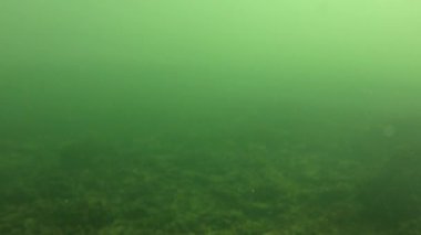 Video kamera su temiz altından atıksu cloudier üst tabakası yükselir..