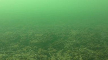 Video kamera su temiz altından atıksu cloudier üst tabakası yükselir..