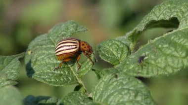 Colorado patates böceği (Leptinotarsa decemlineata).