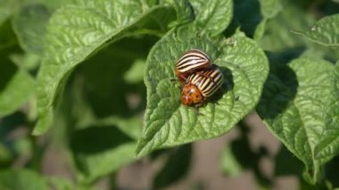 Colorado Patates böceği eşleştirme .