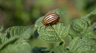 Colorado patates böceği (Leptinotarsa decemlineata).