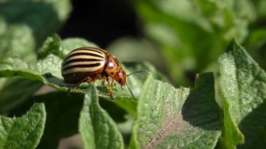 Colorado patates böceği (Leptinotarsa decemlineata).