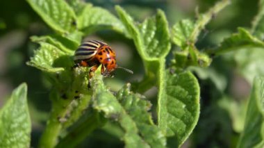 Colorado patates böceği (Leptinotarsa decemlineata).