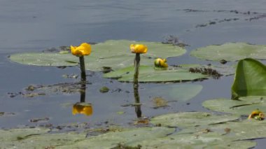 Sarı nilüfer veya sarı pondlily (Nuphar lutea).