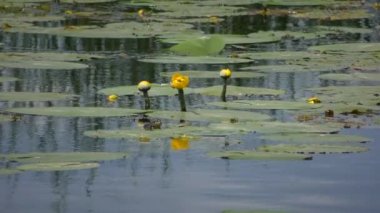 Sarı nilüfer veya sarı pondlily (Nuphar lutea).