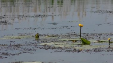 Batı Sarı kuyruksallayan (Motacilla flava).