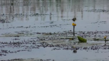 Batı Sarı kuyruksallayan (Motacilla flava).