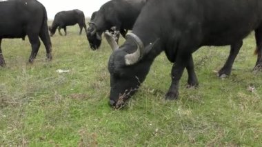 Afrika Bizonu veya Bufalo Burnu (Syncerus Caffer).