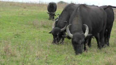 Afrika Bizonu veya Bufalo Burnu (Syncerus Caffer).