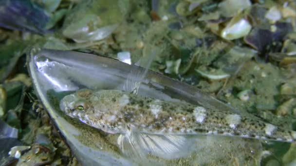 Mramorovaný goby (Pomatoschistus marmoratus). — Stock video