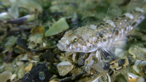 Mramorovaný goby (Pomatoschistus marmoratus). — Stock video