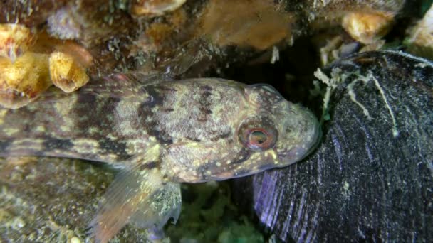 Ratanová goby (Neogobius ratan). — Stock video