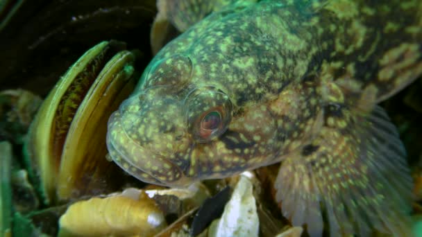 Ratanová goby (Neogobius ratan). — Stock video