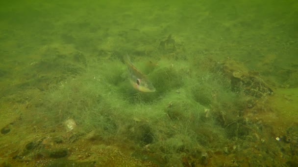 Üreme Ocellated wrasse (Symphodus ocellatus). — Stok video