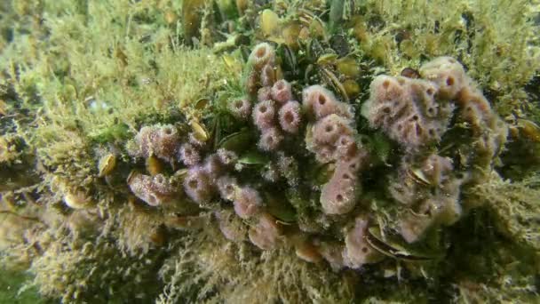 Esponja caliente (Haliclona sp. .)   . — Vídeo de stock