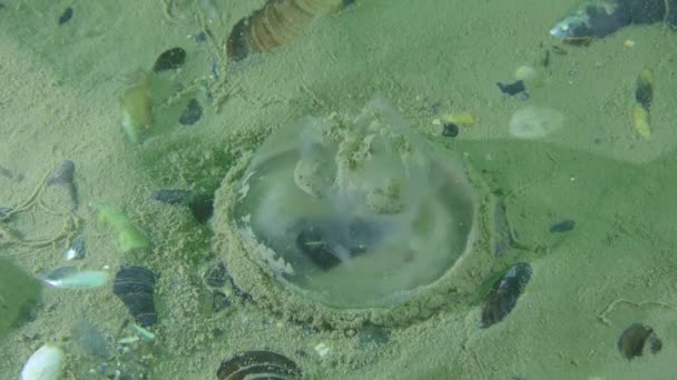Martwy wspólne meduzy (Aurelia uszata). — Wideo stockowe