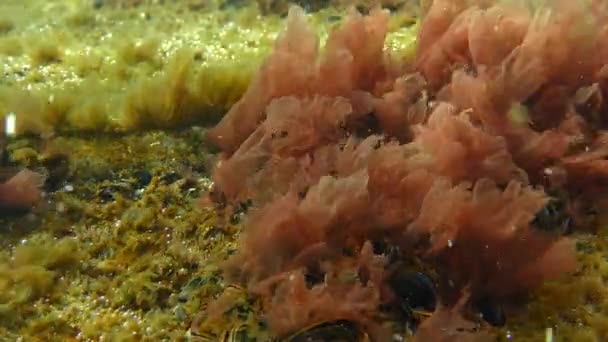 Het kreupelhout van rode algen (Porphyra sp.) swing door golven. — Stockvideo