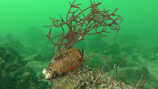 ムール貝のシェルに紅藻. — ストック動画
