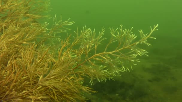 Algas marrons (Cystoseira barbata ). — Vídeo de Stock