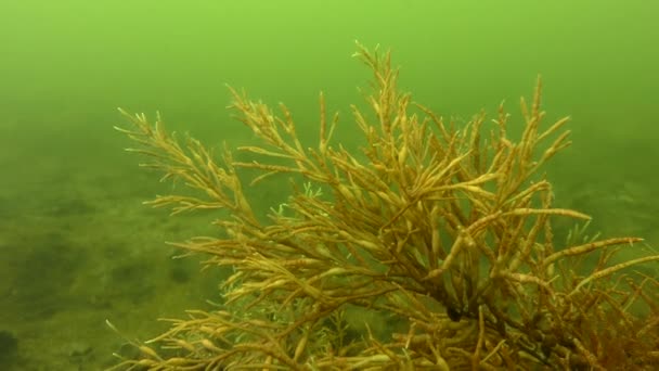 Brown algae (Cystoseira barbata). — Stock Video