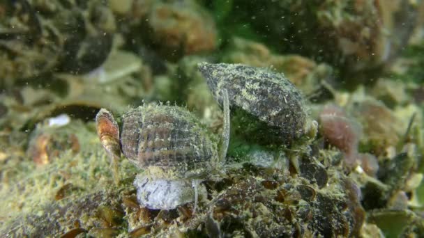 Whelk de perro con red (Nassarius reticulatus ). — Vídeos de Stock