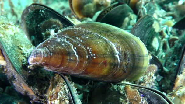 Mušlí shell (Mytilus sp.) na pozadí ostatních shellů, detail. — Stock video