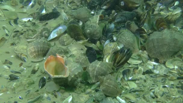 Whelk de Rapa con Venas Muertas (Rapana venosa ). — Vídeo de stock