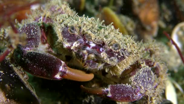 Crabe hérissé (Pilumnus hirtellus) ). — Video