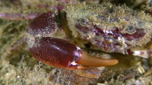 Caranguejo (Pilumnus hirtellus ). — Vídeo de Stock