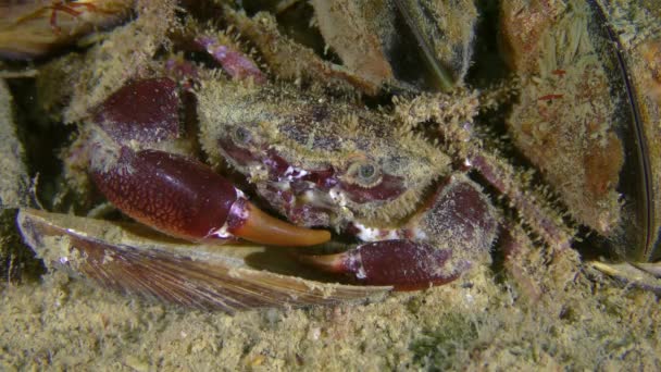 Caranguejo (Pilumnus hirtellus ). — Vídeo de Stock