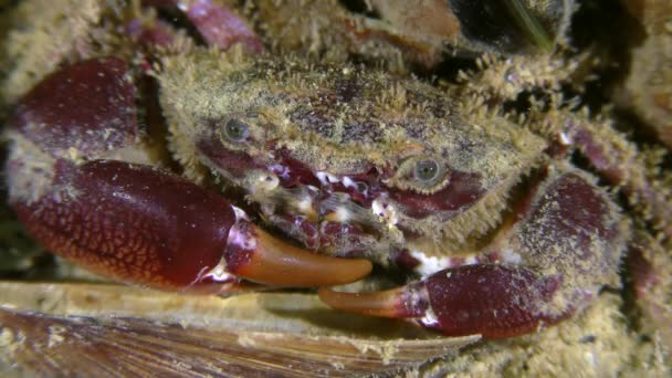 Nastroszone kraba (Pilumnus hirtellus). — Wideo stockowe