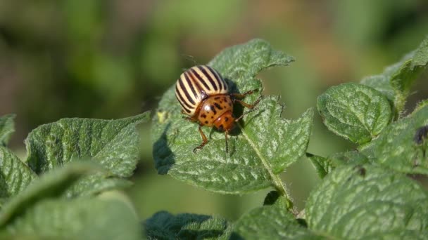 Colorado potato beetle (Leptinotarsa decemlineata). — Stock Video