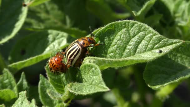 Maridaje de escarabajo de la patata de Colorado (Leptinotarsa decemlineata ). — Vídeos de Stock