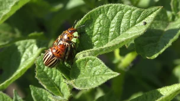 Coupling Colorado potato beetle (Leptinotarsa decemlineata) on a plant leaf. — Stock Video