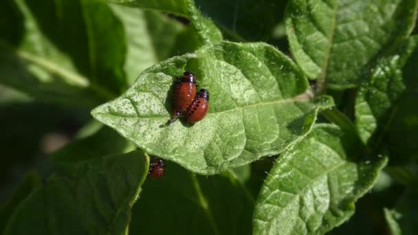Личинки Colorado Potato Beetle (Leptinotarsa decemlineata ). — стоковое видео