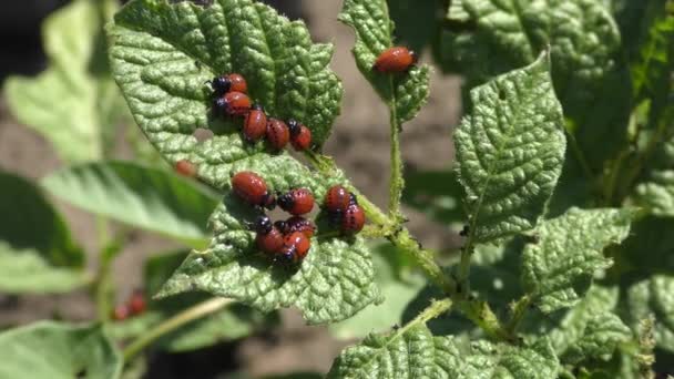 Larvy Mandelinka bramborová (Leptinotarsa decemlineata). — Stock video