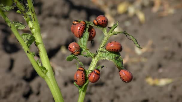 Larvas de Colorado Potato Beetle (Leptinotarsa decemlineata ). — Vídeos de Stock