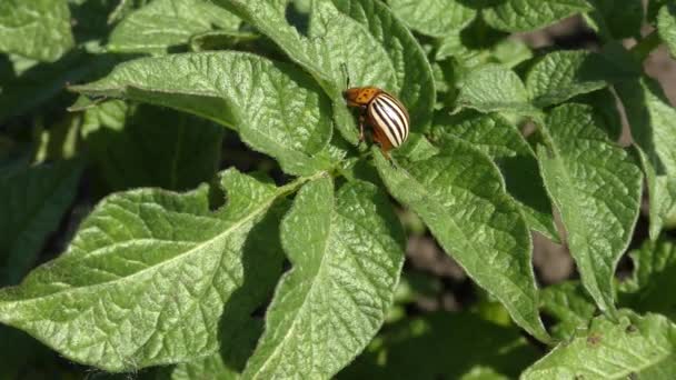 Sockerbetor (Leptinotarsa decemlineata)). — Stockvideo