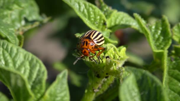 Escarabajo de patata de Colorado (Leptinotarsa decemlineata). — Vídeos de Stock