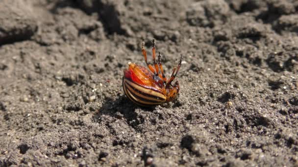 Dood van Coloradokever na insecticide. — Stockvideo